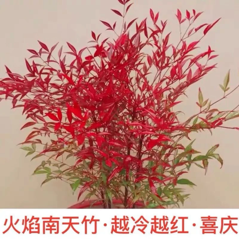 火焰南天竹盆栽水培老桩树苗水养庭院南天竹季节室内客厅阳台植物