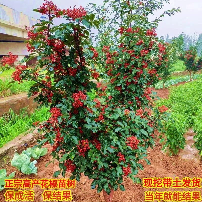 花椒树苗大红袍花椒苗树无刺四川麻椒盆栽地栽花椒树大苗当年结果