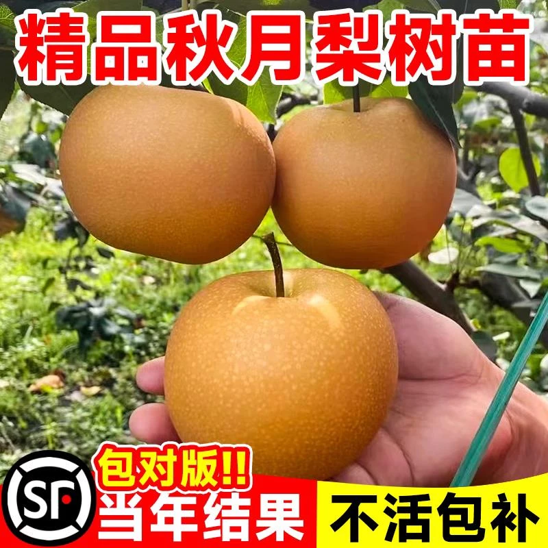 秋月梨树果苗嫁接沙梨树果苗果树庭院地栽南北方种植盆栽当年结果