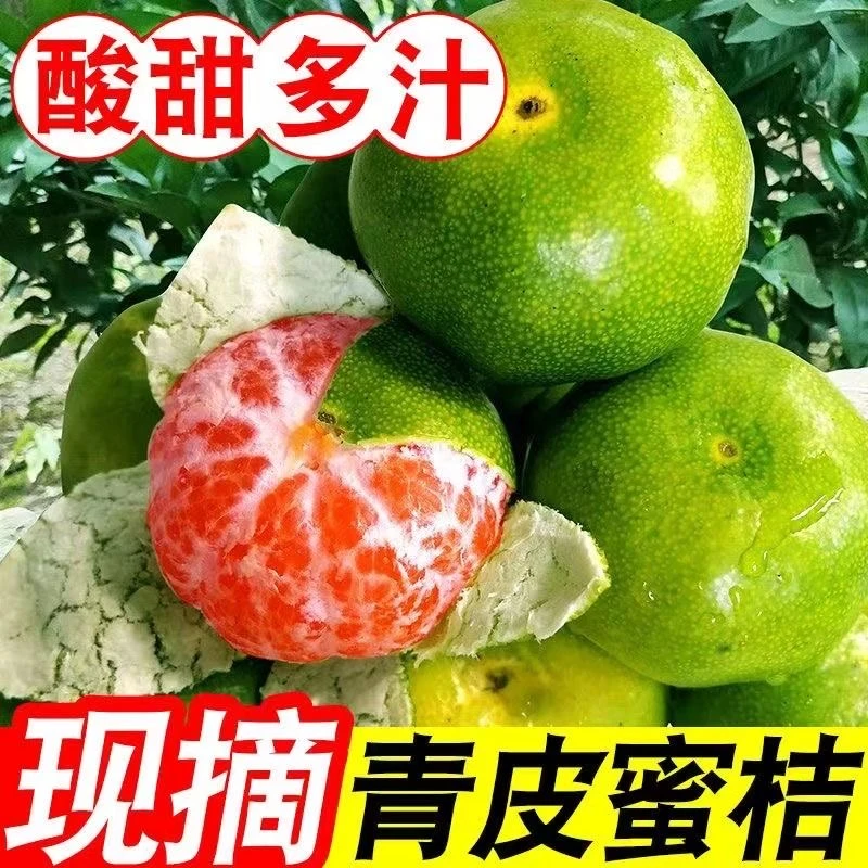 四川青皮蜜橘 皮薄多汁产地直发现摘无籽新鲜应季水果5斤 F2