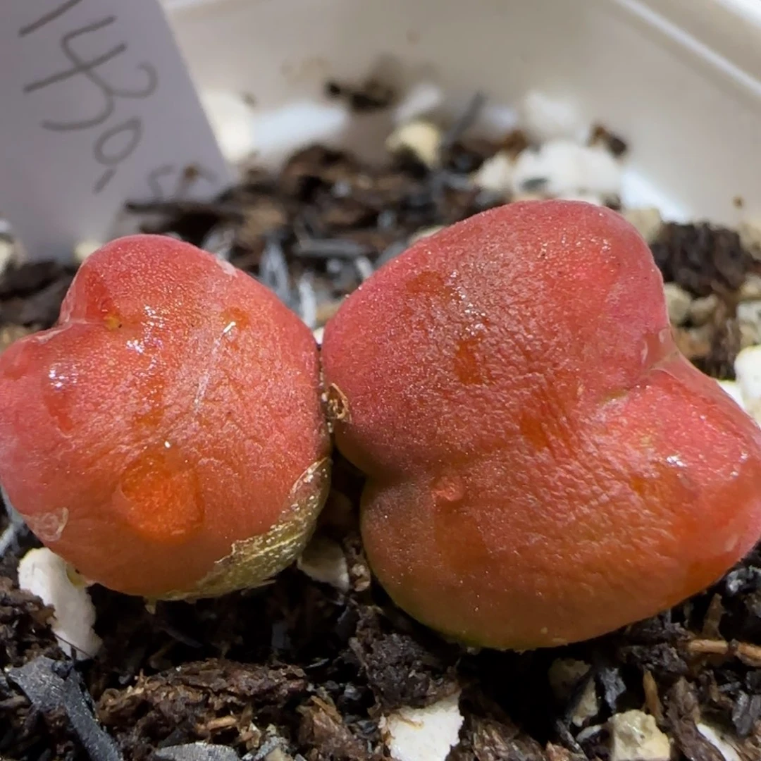 0818 F 上播福利 水蜜桃 9005