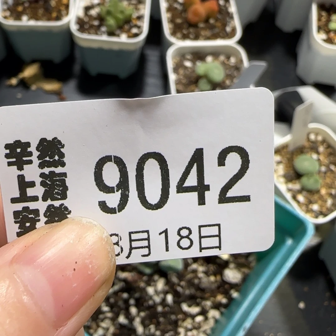 ?***呀0818 F 无人福利 绿豆糕 9043