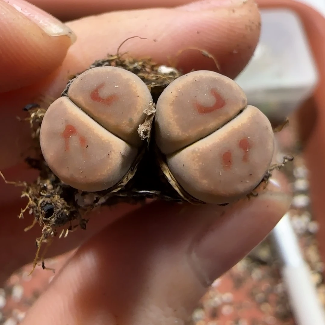 奇***林0819 F 下播福利 惜春 9075