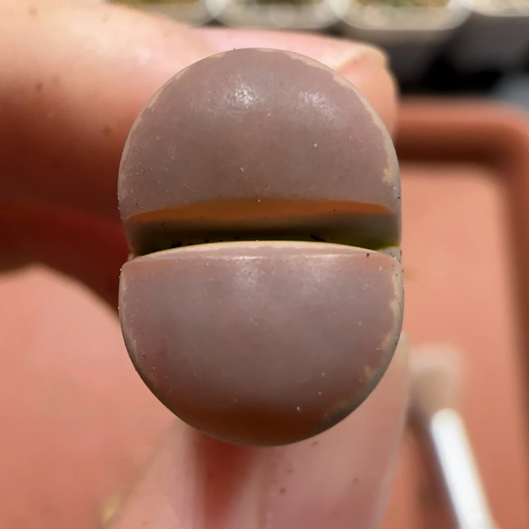 0824 F 上播福利 橄榄 腿长 9014