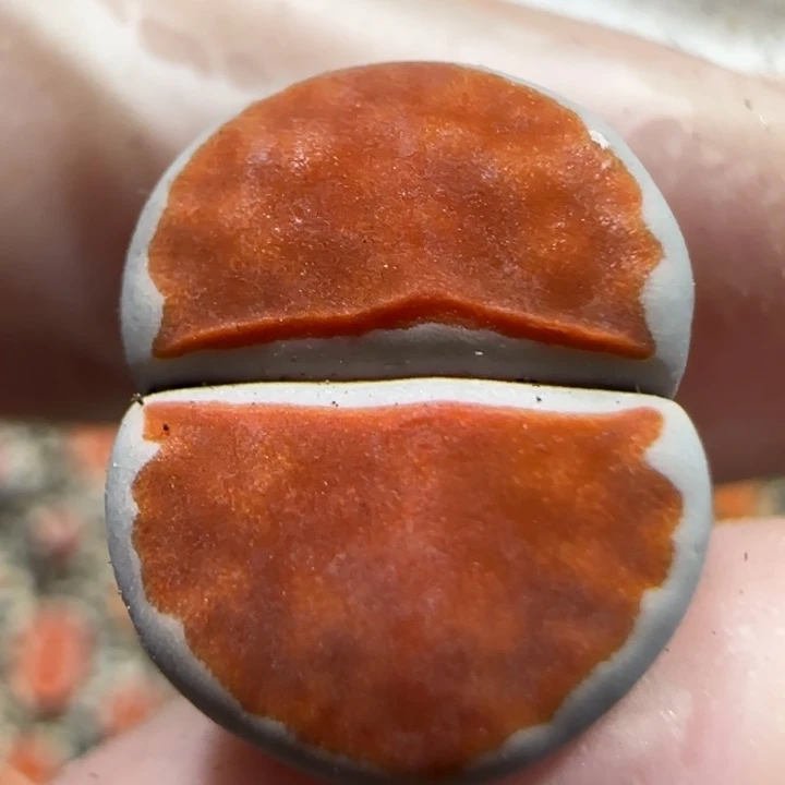 1105。红窗一颗。 9091