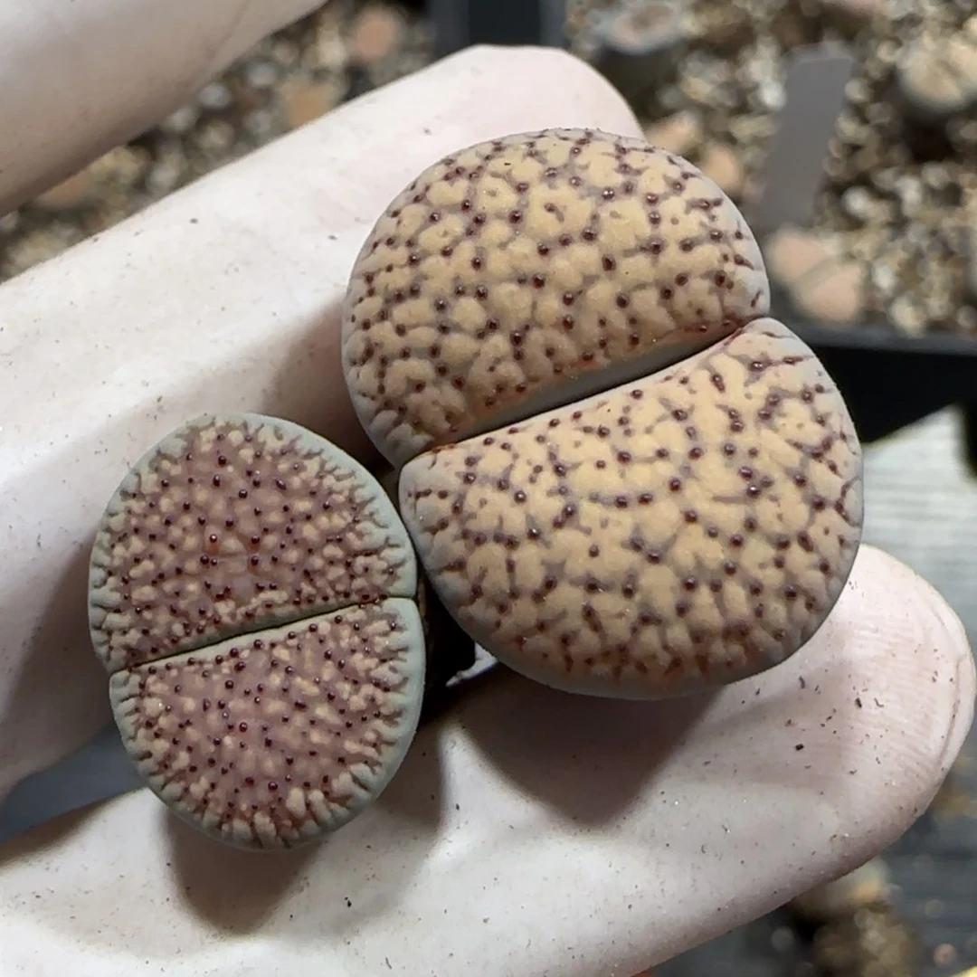 喵****)0924 F 福利 粉朝贡 9023