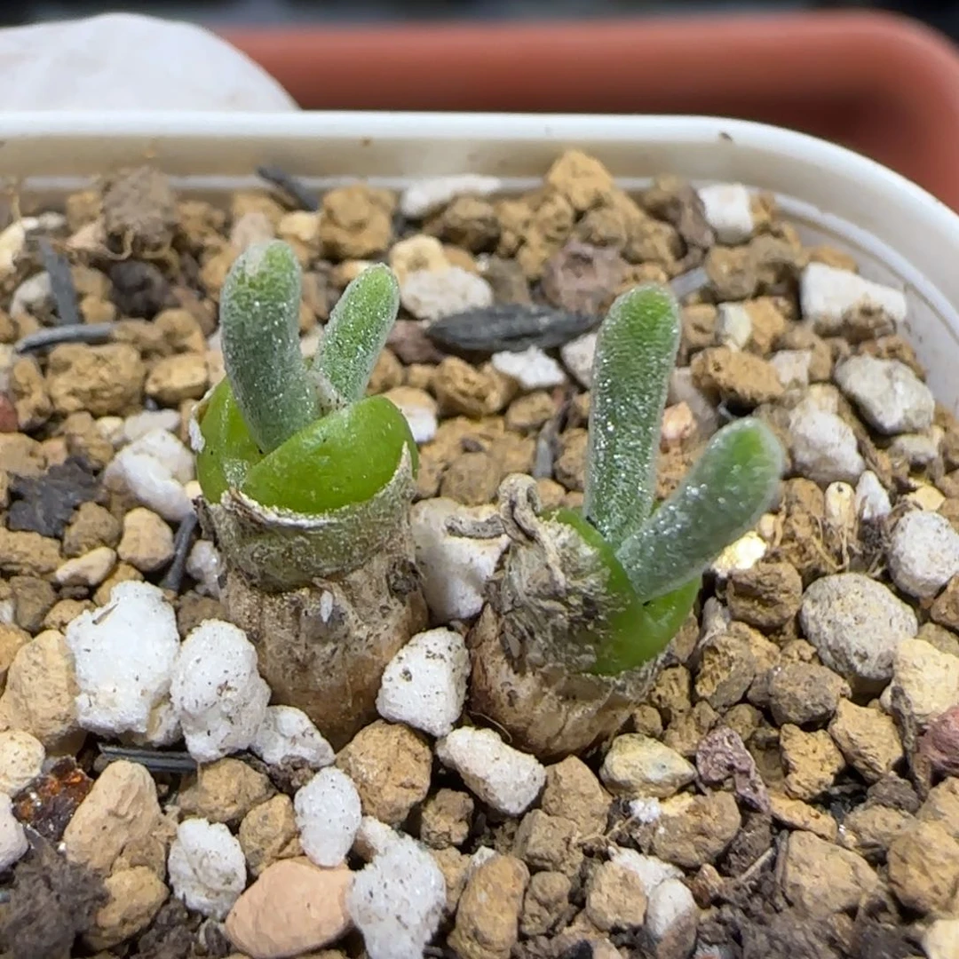 無**?多肉。1029J。碧光环。9056