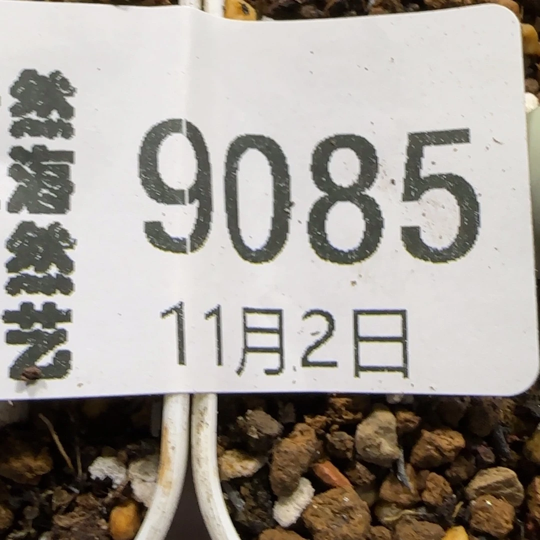 雪*雪11.2 F V嘴 9085