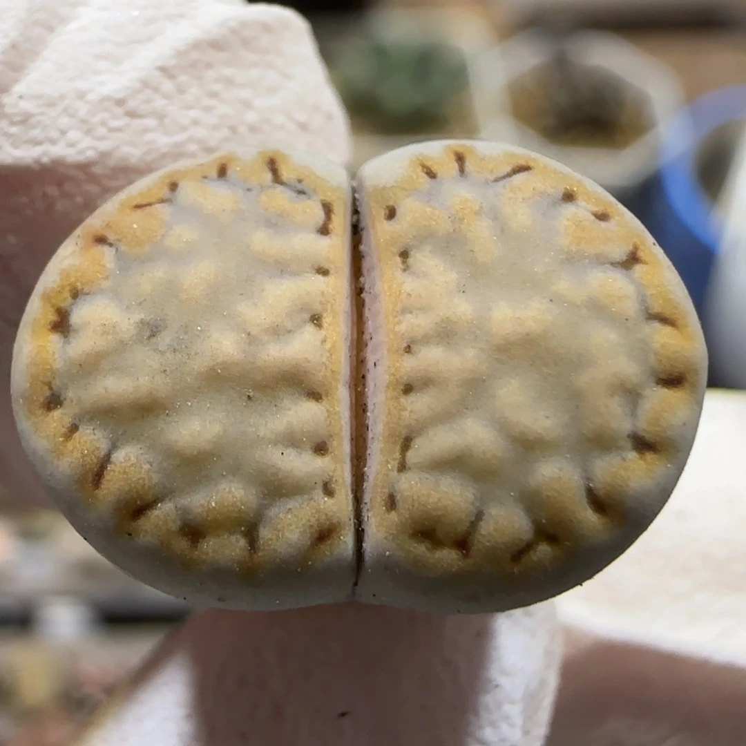 11.12 F 福利 215饼干 9025