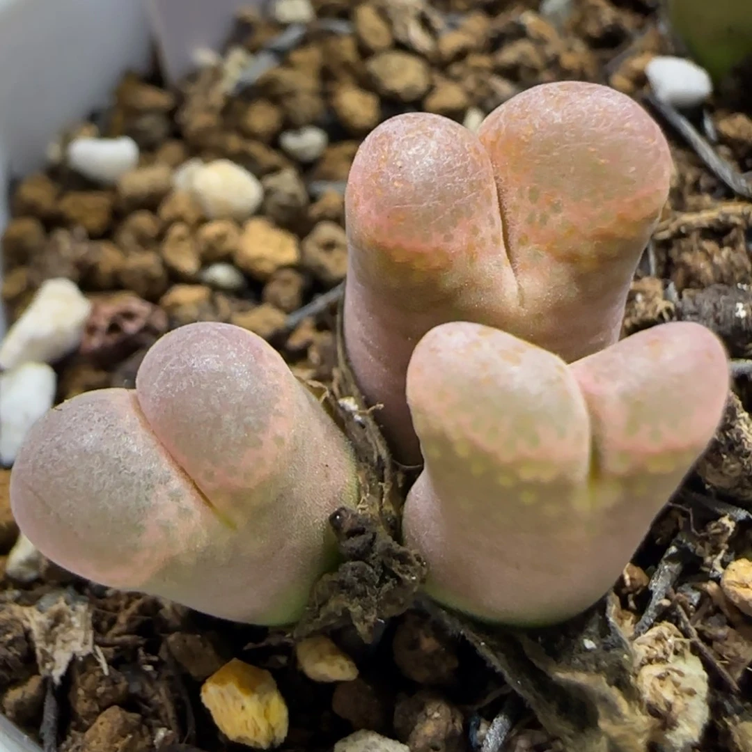 多肉。1027J。 大型红风铃。 9020