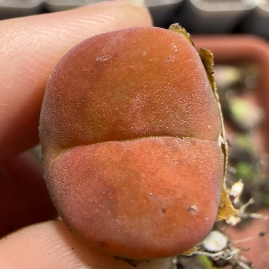 0818 F 福利 蟠桃 9031