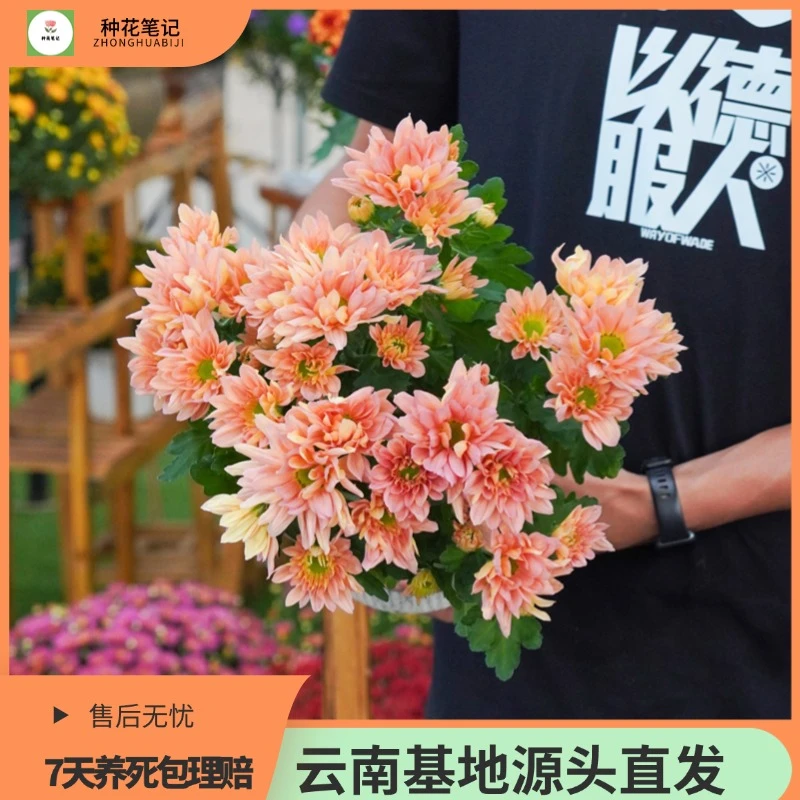【三文鱼】小菊盆栽好养花期长带花苞多年生阳台庭院地栽基地直发