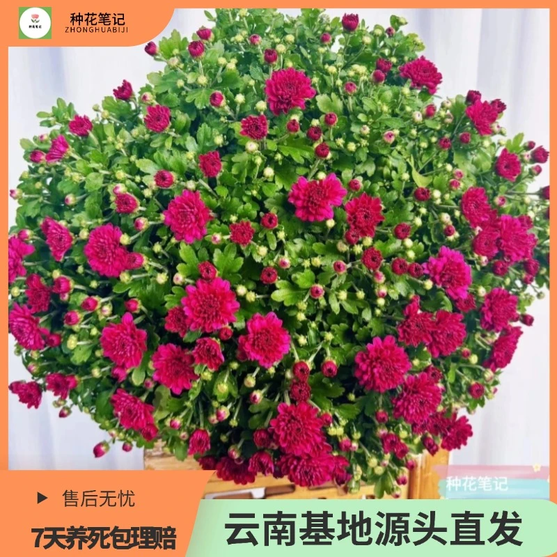 【绚秋溢彩】球菊盆栽绿植北欧植株四季生长好养带花带花苞开花