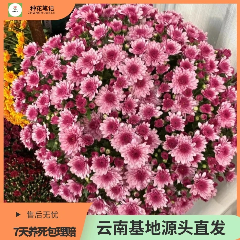 【绚秋粉钻】球菊盆栽绿植北欧生长好养带花带花苞开花鲜活