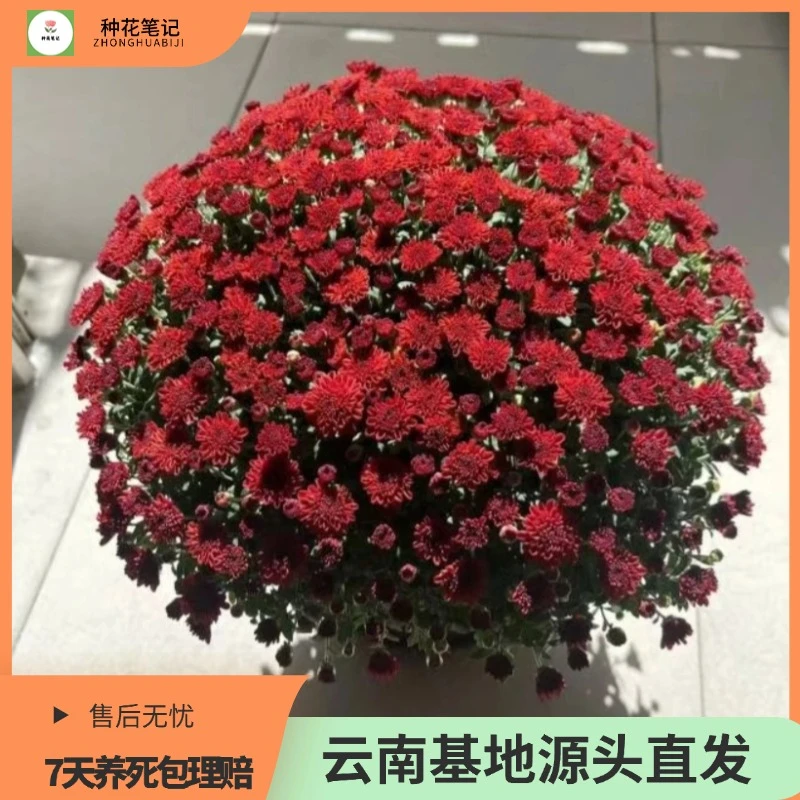 【樱桃红】球菊盆栽绿植北欧好养带花带花苞四季开花植株