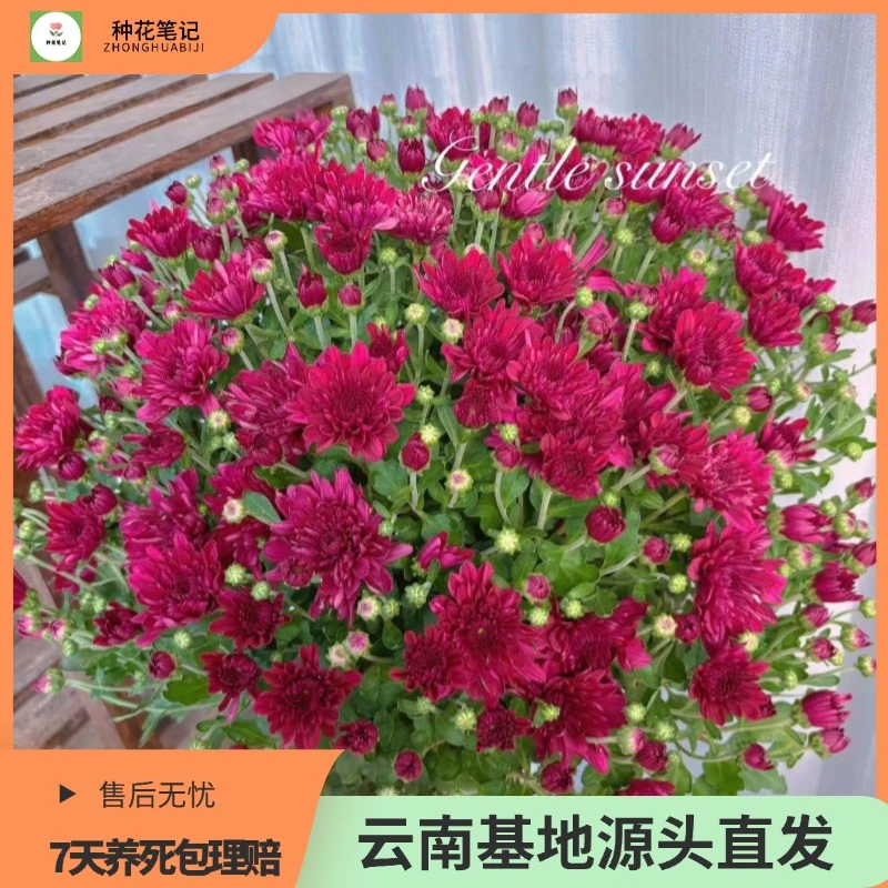 [光速阿布尔] 开爆了直发多季开花带花苞绿植盆栽好养易活多年生