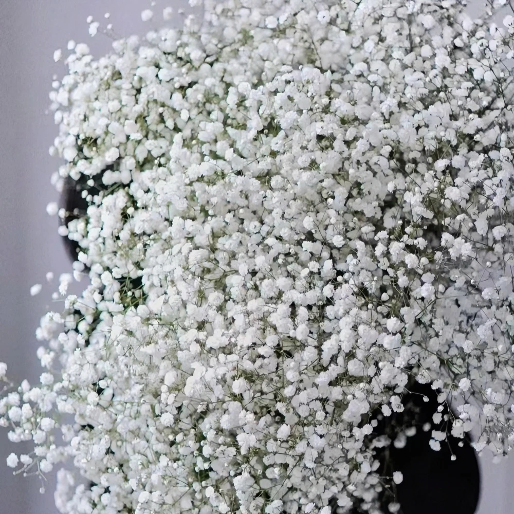 甄选【满天星】云南鲜花基地直发（两把以上包邮）