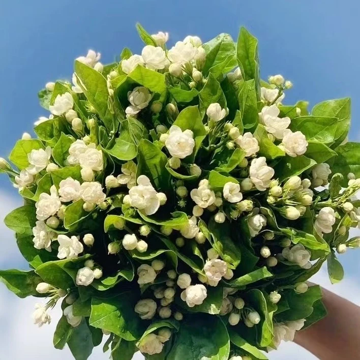 甄选茉莉花基地直发【2把以上包邮】叶子养护花儿美观