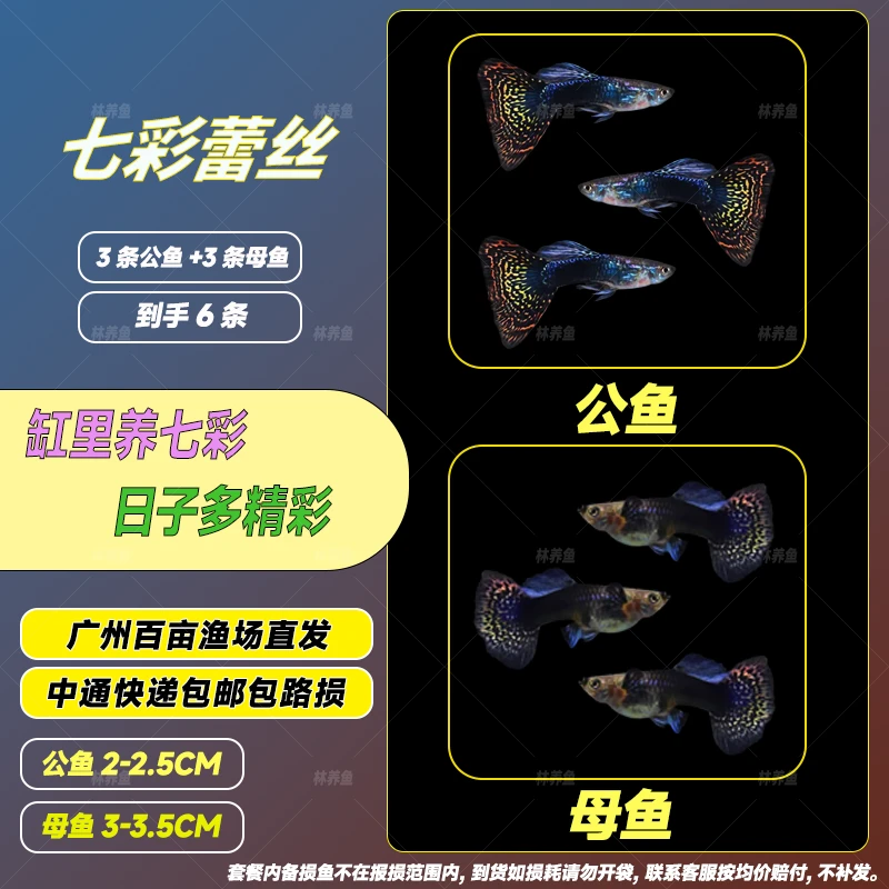 七彩蕾丝孔雀鱼热带纯种易观赏鱼胎生饲养混养活鱼淡水小型好养
