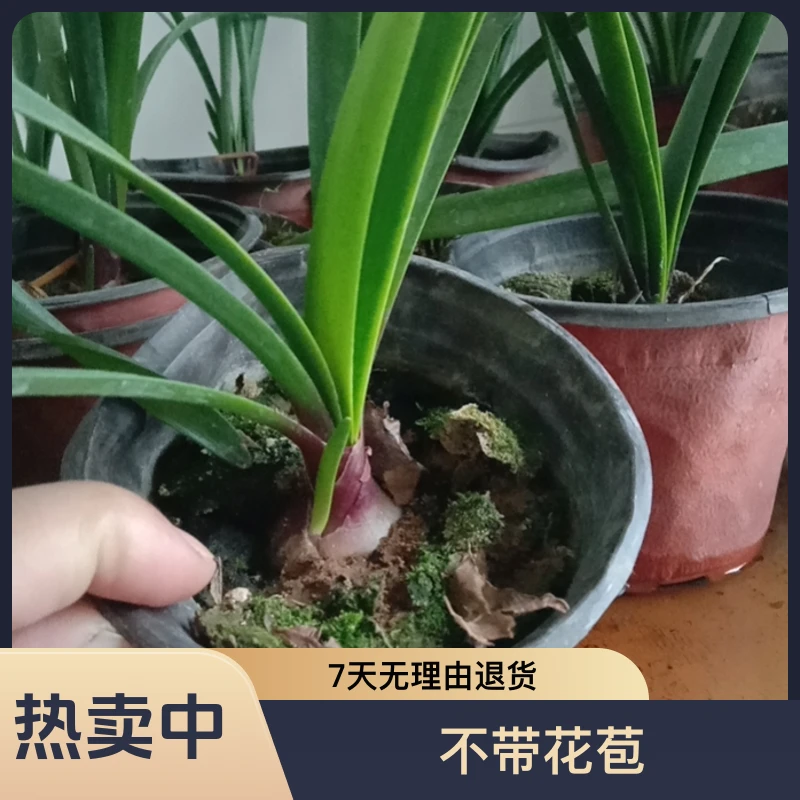 3厘米紫根兰球类植物，带土发货，不带花苞，发货过程叶子发黄正常