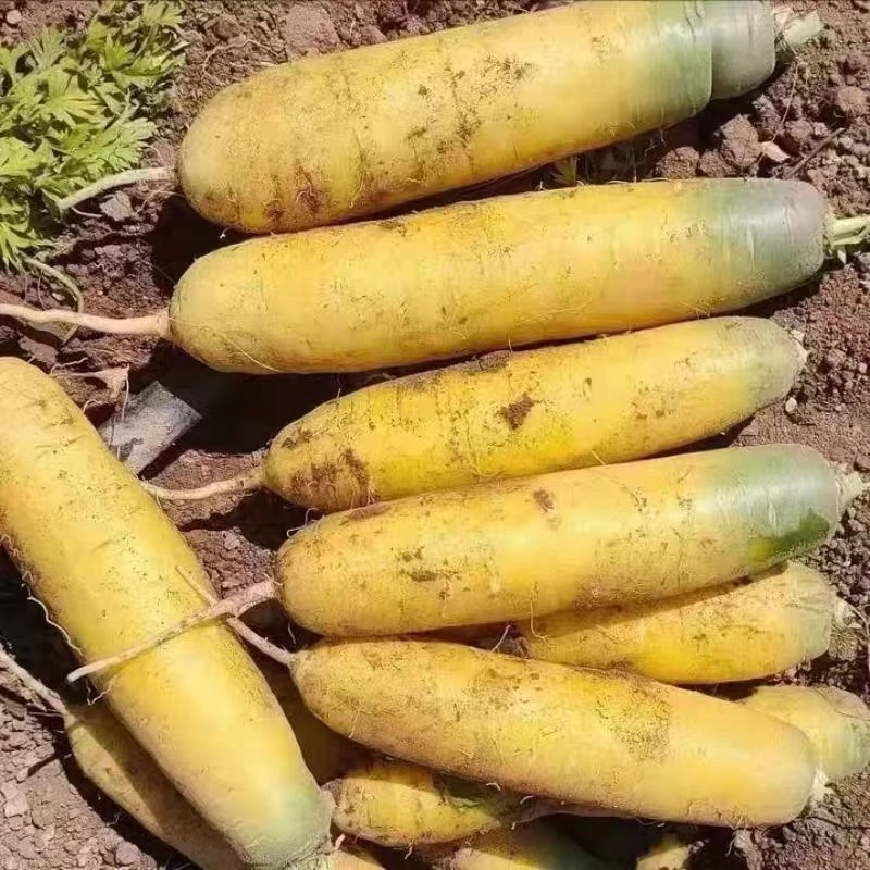 新鲜黄胡萝卜山西运城老品种黄心胡萝卜