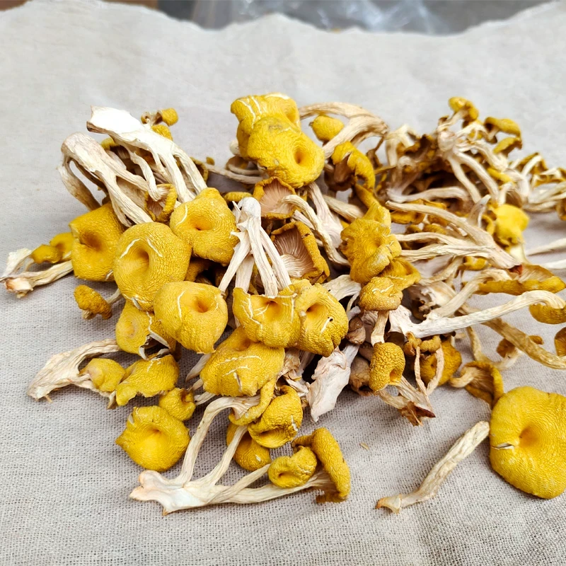 【深山菌干】香浓鸡油菌干 木耳