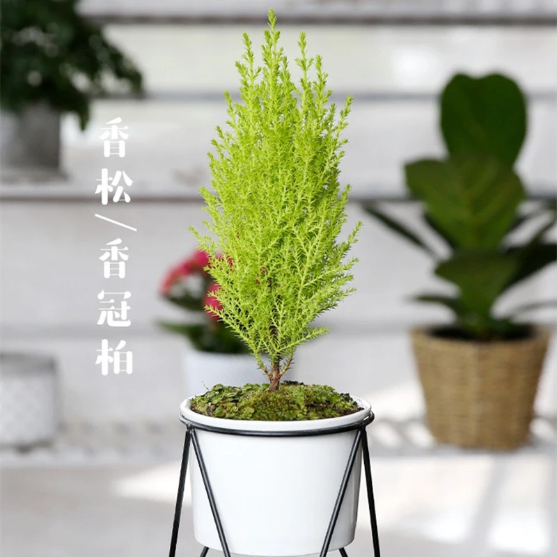 室内耐阴盆栽蓬莱松香松文竹小盆栽室内庭院观赏绿植盆栽四季常青