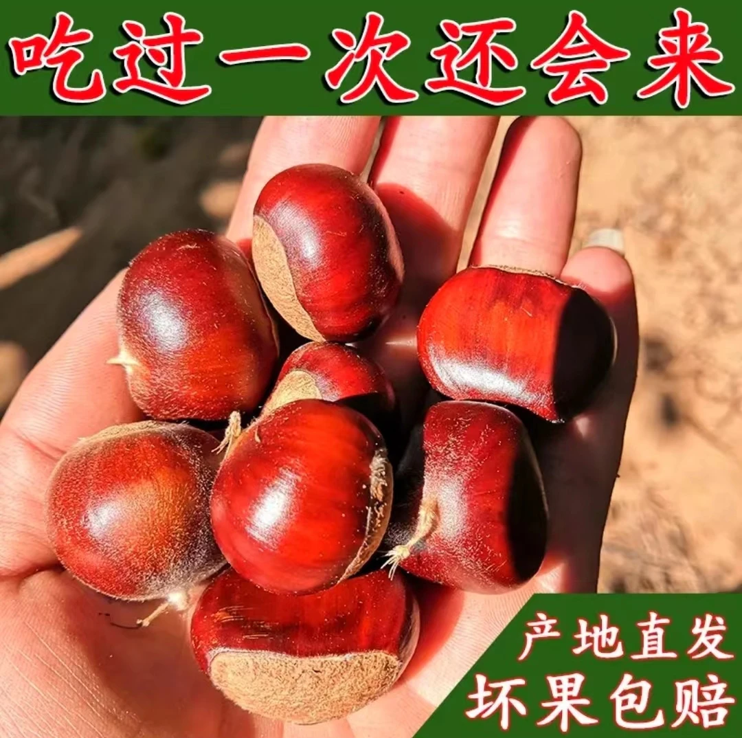 现货速发2023上市新鲜油栗子红壳板栗毛栗子1/3/5斤包赔河南信阳