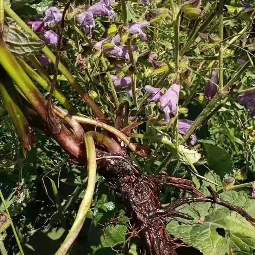 甘肃岷县老丹参整条泡水煮水