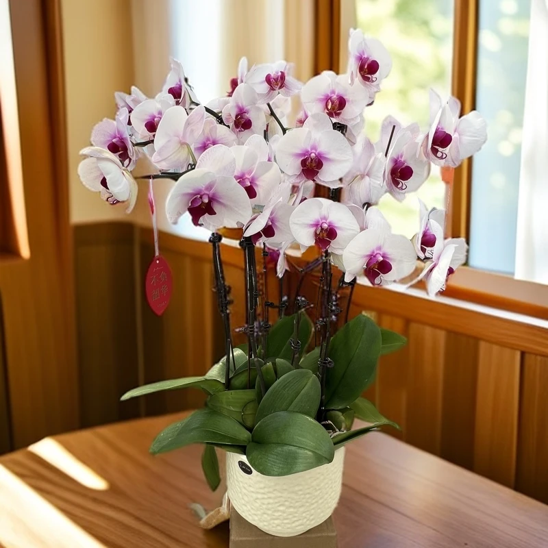 【糖心】蝴蝶兰盆栽花卉观花植物室内四季开花