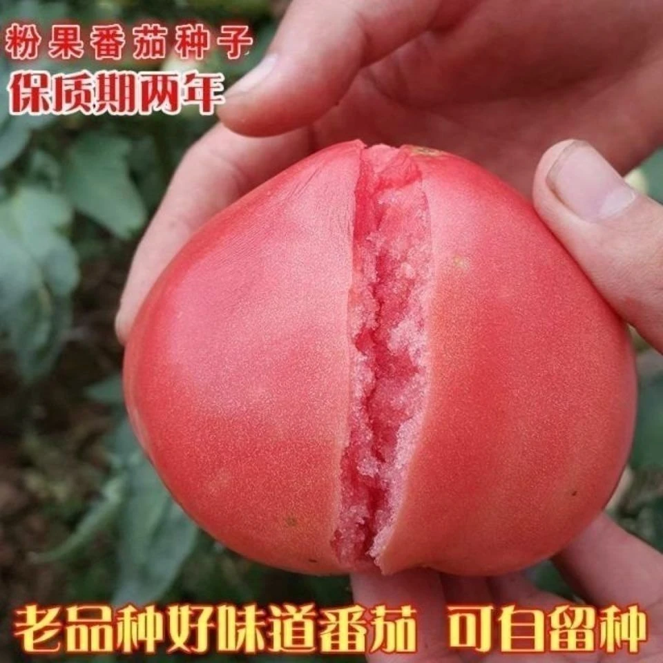 老品种高产非转基因大番茄蔬菜水果室内盆栽番茄籽庭院
