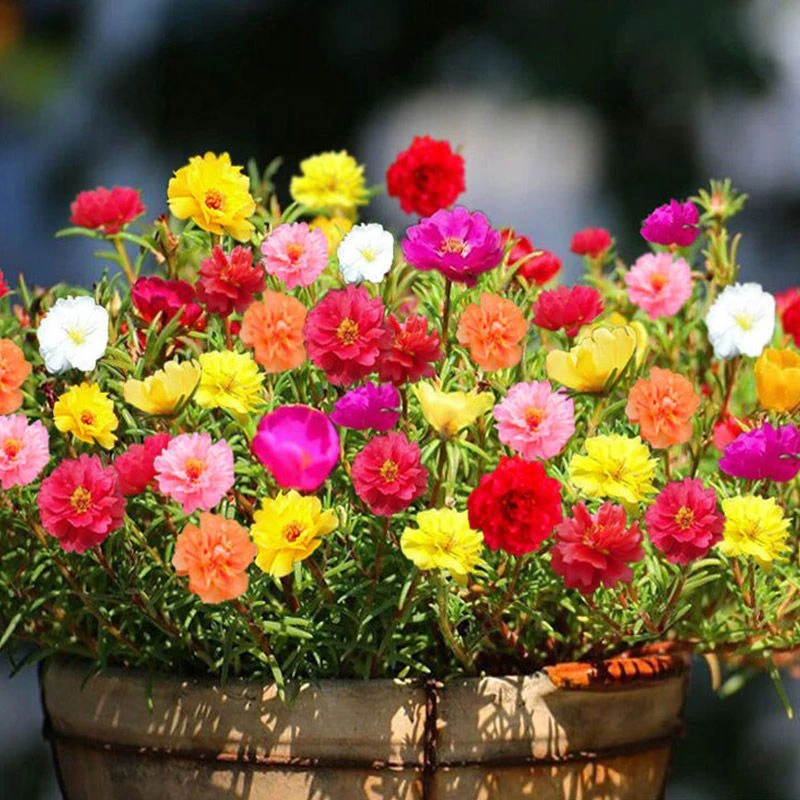 重瓣太阳花种子室内室外易活盆栽苗花种子籽花卉种孑花籽