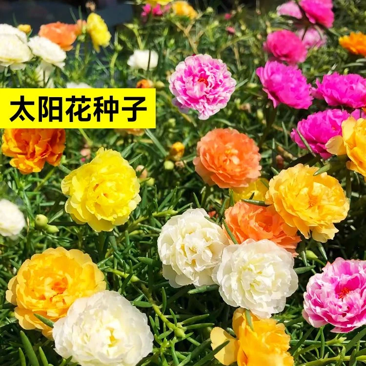 多层重瓣太阳花种子四季阳台盆栽种网红炫彩花卉种子
