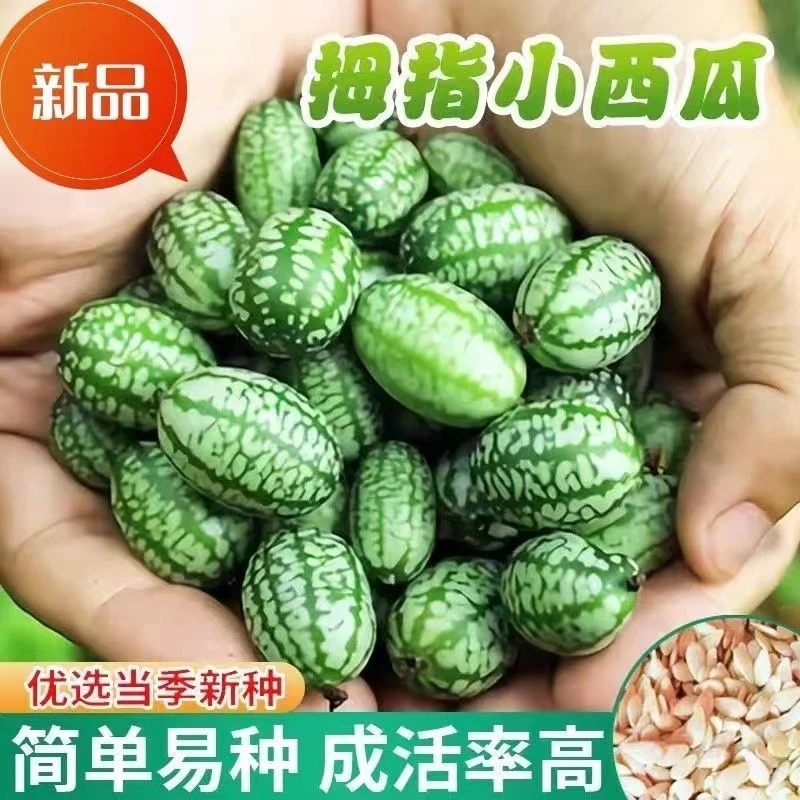 拇指小西瓜种子手指西瓜种籽春季迷你盆栽阳台花盆水果室内绿植