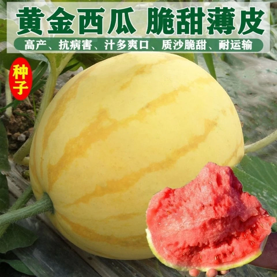 高糖黄皮红心麒麟地雷西瓜种子春夏大田盆栽水果种孑籽四季播