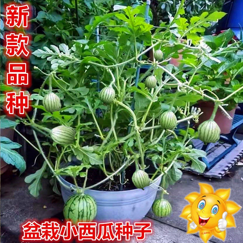 蜂蜜小西瓜四季盆栽西瓜阳台水果蔬菜无籽春季种植结果西瓜庭院