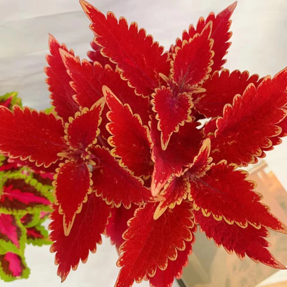 四季播易活室内阳台庭院盆栽花卉花籽草籽彩叶草种子观叶花草观赏