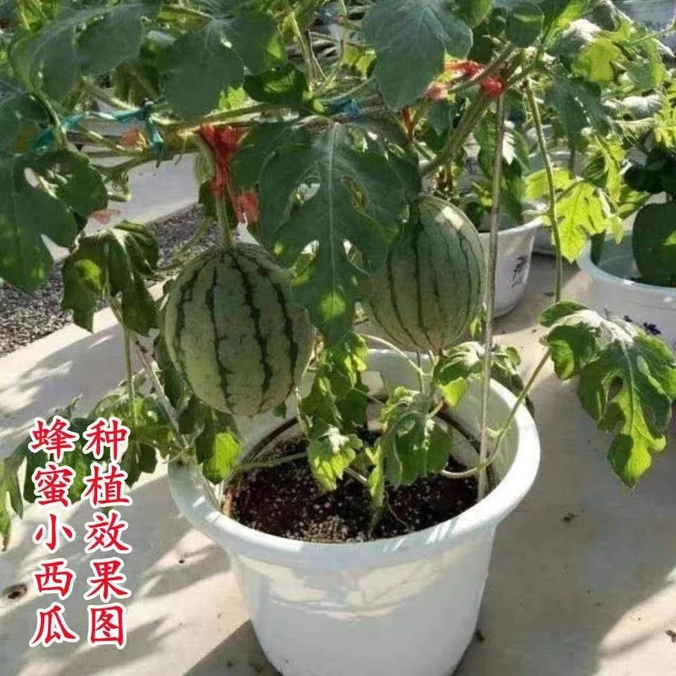 甜蜂蜜小西瓜种子无籽小西瓜种子阳台庭院盆栽四季西瓜种子大全