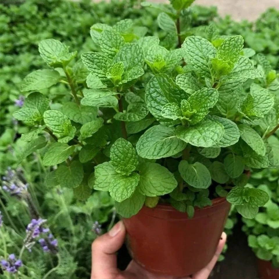 可食用薄荷种子盆栽四季开花活种室内室外种子植物花卉花籽庭院