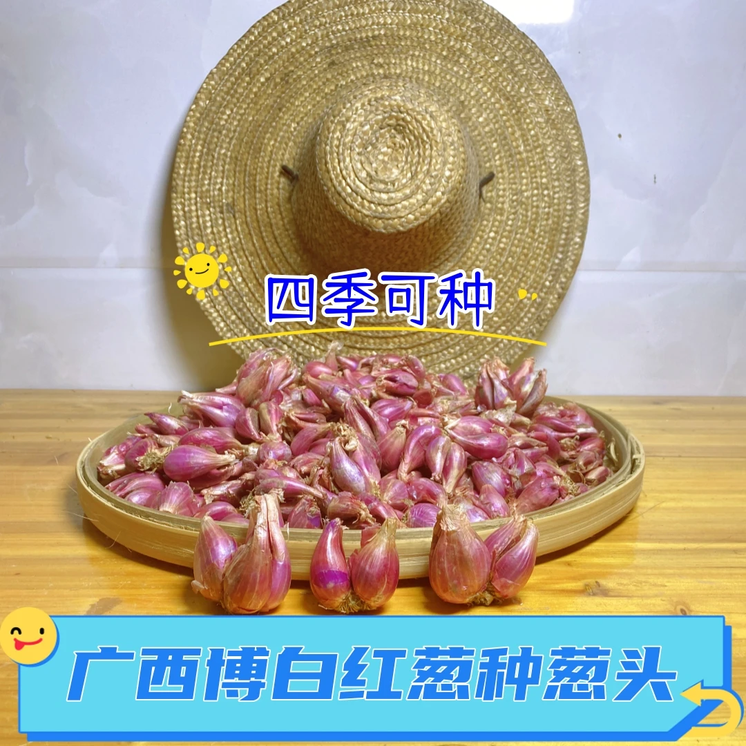 正宗广西博白红葱头红皮红葱种四季小香葱楼顶阳台种植