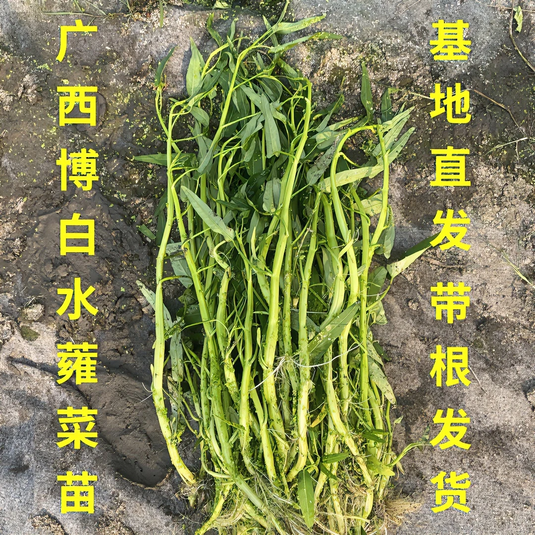 正宗广西博白水田脆嫩空心菜苗（博白蕹菜基地直发省外包邮）