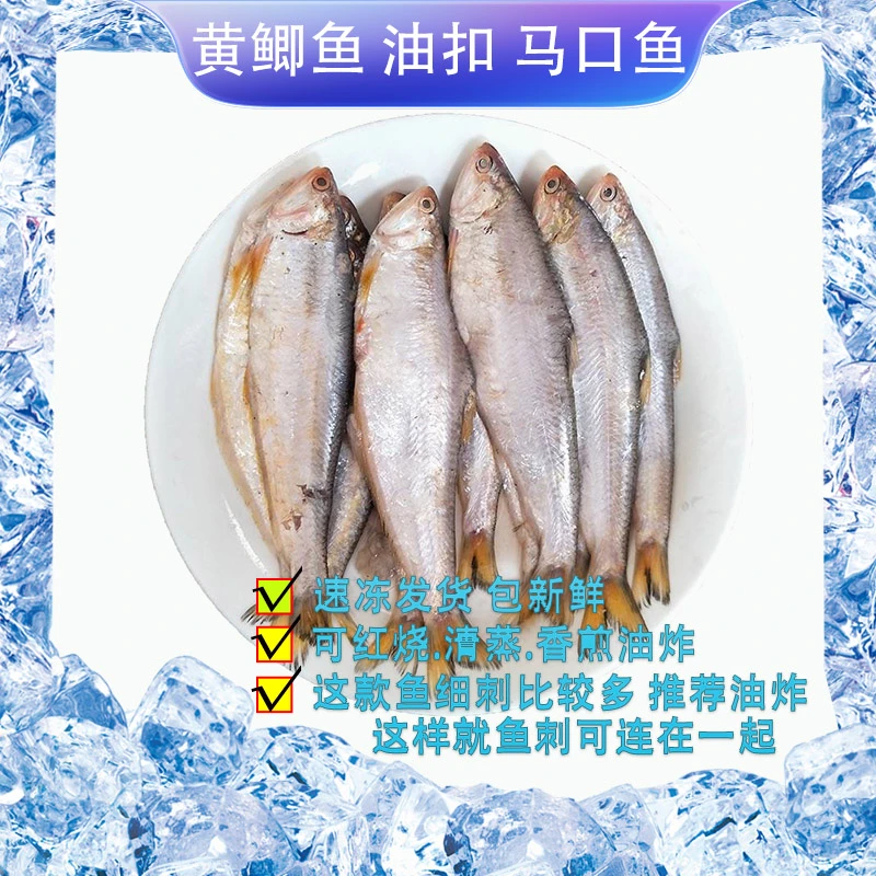 渔媒【连云港】新鲜海捕黄鲫鱼马口鱼油扣黄尖子毛扣鱼 煎炸蒸烤