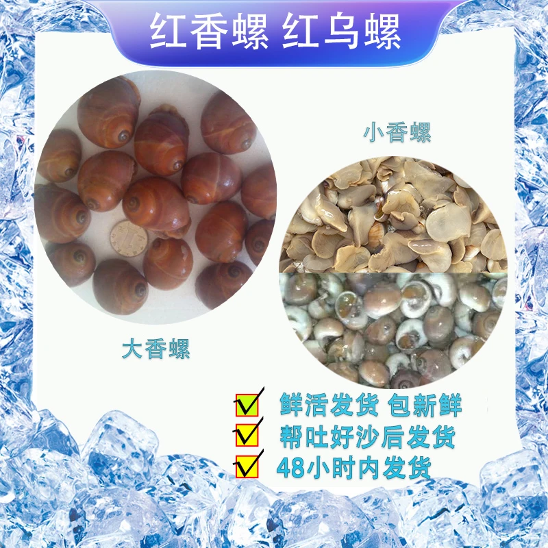 渔媒【连云港】鲜活产地海捕红香螺红乌螺大小香螺新鲜（3斤/4斤）