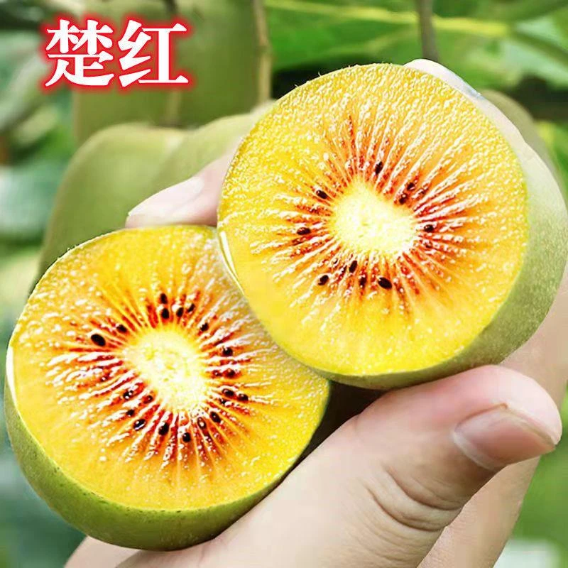 楚红猕猴桃苗 嫁接红心猕猴桃树苗 南方北方种植盆栽地栽当年结果