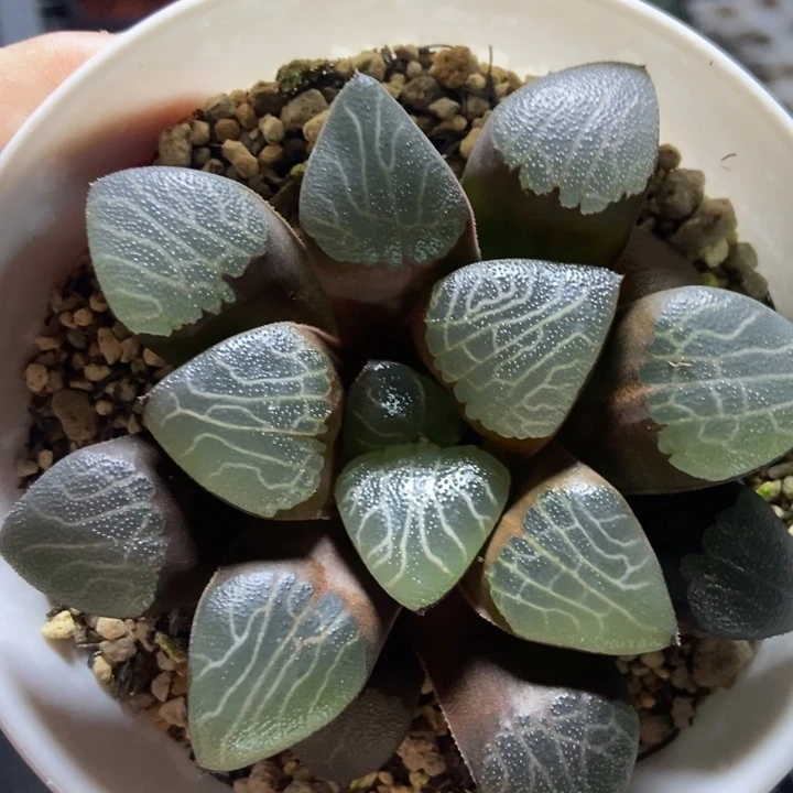 实生克里克特一物一拍