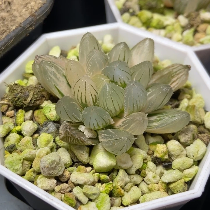 茶**~是是是是是是是是是寿