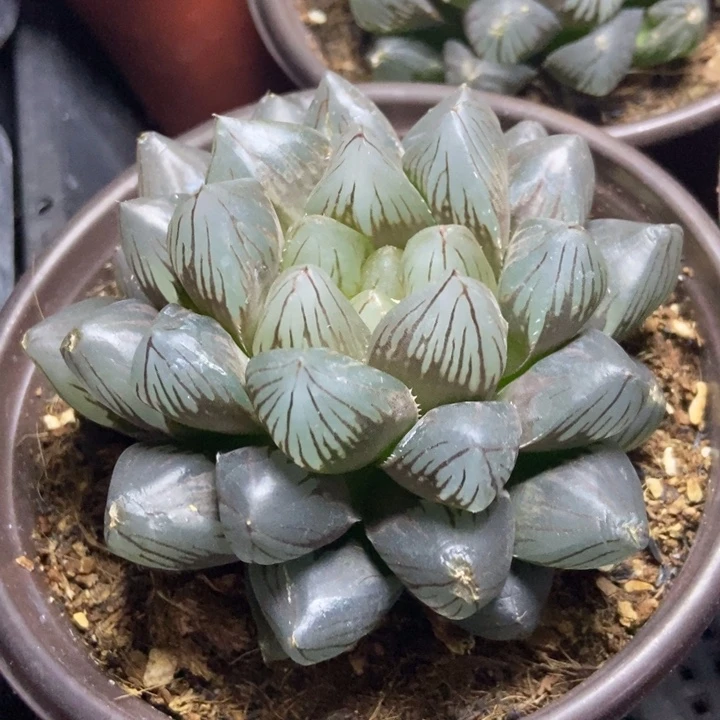 大龙爪玉露一物一拍