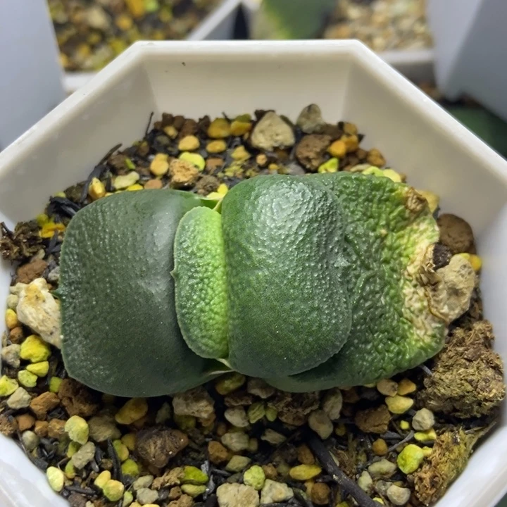 实生卧牛一物一拍