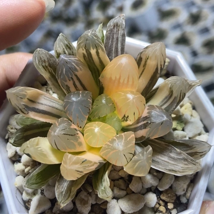 特价OB玉露锦一物一拍