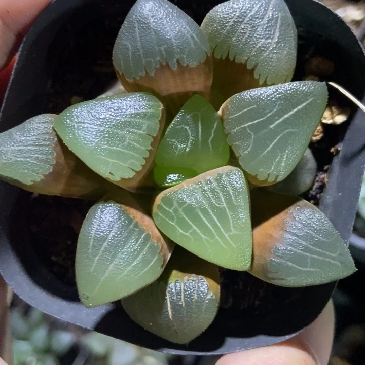 心克一物一拍的一物一拍